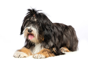Tibetan Terrier  Dog  Isolated  on White Background in studio