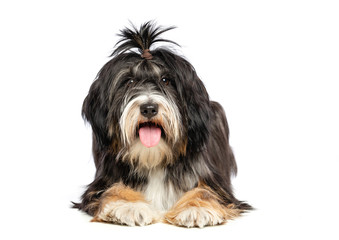 Tibetan Terrier  Dog  Isolated  on White Background in studio
