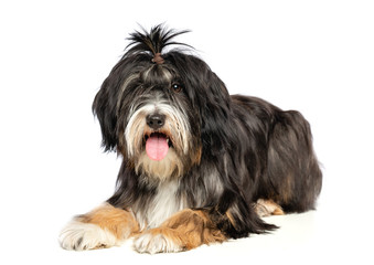 Tibetan Terrier  Dog  Isolated  on White Background in studio