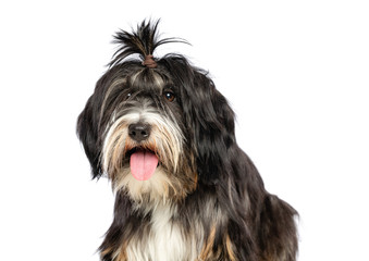 Tibetan Terrier  Dog  Isolated  on White Background in studio
