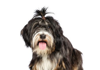 Tibetan Terrier  Dog  Isolated  on White Background in studio