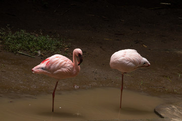 pink flamingos stand up by one leg infront of the grass