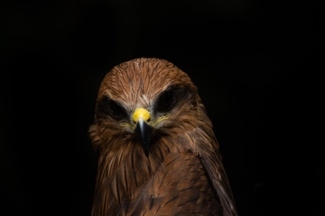 java eagle head isolated on black background