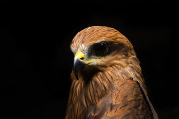 java eagle head isolated on black background