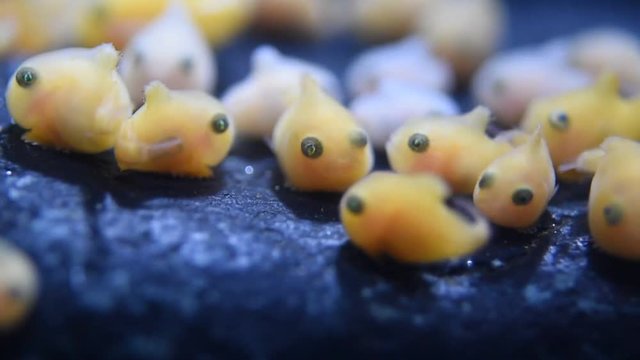 ダンゴウオ フウセンウオ 繁殖 水族館