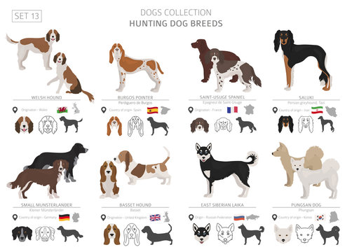 Hunting dogs collection isolated on white. Flat style. Different color and country of origin