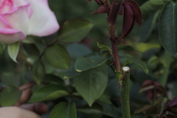 volksgarten vienna autumn fall tourist botanic flowers rose