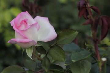 volksgarten vienna autumn fall tourist botanic flowers rose