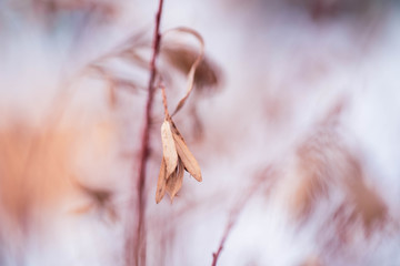 Dried And Frozen Branches And Leaves In The Winter Time Photographed On Abstract Blurred Background - Bokeh