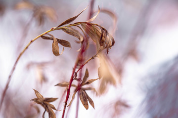 Dried And Frozen Branches And Leaves In The Winter Time Photographed On Abstract Blurred Background...