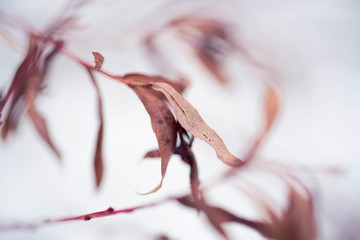 Dried And Frozen Branches And Leaves In The Winter Time Photographed On Abstract Blurred Background - Bokeh