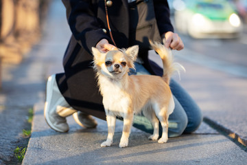 Beautiful cream chihuahua walks in big city