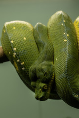 グリーンパイソン