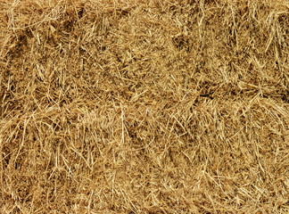 Dry yellow straw grass background texture wallpaper.
