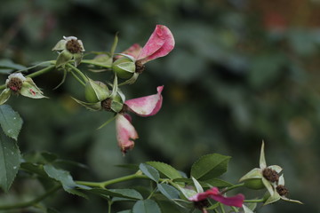 volksgarten vienna autumn fall tourist botanic flowers rose