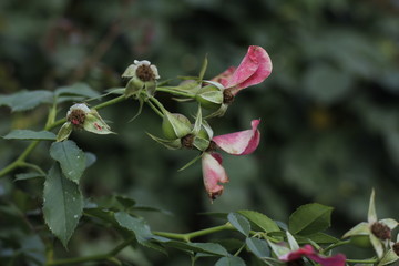 volksgarten vienna autumn fall tourist botanic flowers rose