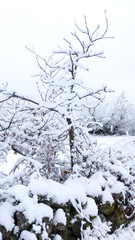 ÁRBOL NEVADO CON MURO DE PIEDRA EN EL CAMPO