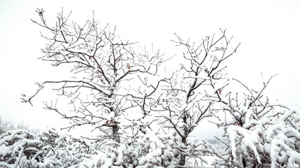 ÁRBOLES NEVADOS CON HORIZONTE BLANCO DE NIEBLA