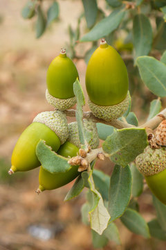 BELLOTAS EN LA RAMA DE &Aacute;RBOL EN LA DEHESA DE EXTREMADURA