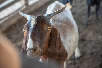 Bode no sertão da Bahia preso em um curral