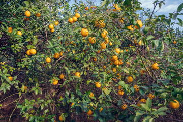 Branches of lemon tree