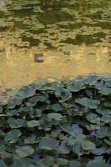 volksgarten vienna autumn fall tourist botanic flowers rose