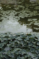 volksgarten vienna autumn fall tourist botanic flowers