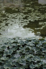 volksgarten vienna autumn fall tourist botanic flowers