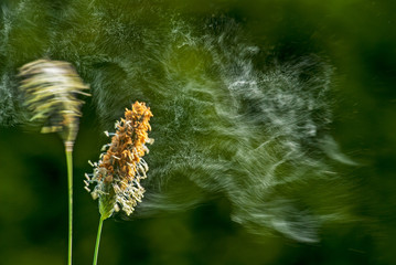 Grasblüte mit abfliegenden Pollen, Eine Wolke aus Graspollen fliegt mit Wind von Gras ab, Gras Pollenflug, Abfliegende Gras Blütenstaubwolke, fliegende Gräser Pollen, Gräserpollen fliegend