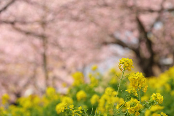 Obraz premium 河津桜
