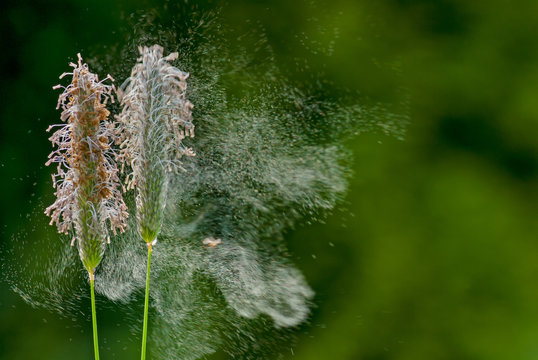 Gras Pollenflug, Gräserpollen nach Windstoß abfliegend, Pollen eines Wiesenfuchsschwanzes fliegend, Windbestäubung, Windbestäuber, abwehende Graspollen, Alopecurus pratensis Pollen abfliegend