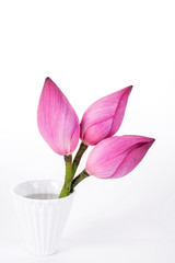 Lotus on white background