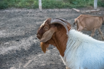 Grande bode na fazenda