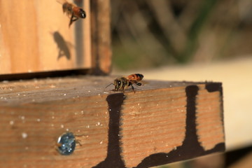 Honey bee keeping in Japan