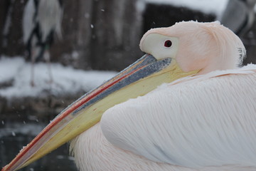 モモイロペリカン