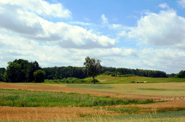 Fototapeta na wymiar Landscape of Mazurian region in Poland, fields with crops.
