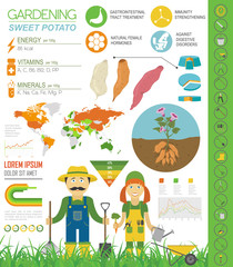 Sweet potato beneficial features graphic template. Gardening, farming infographic, how it grows. Flat style design