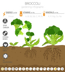 Broccoli cabbage beneficial features graphic template. Gardening, farming infographic, how it grows