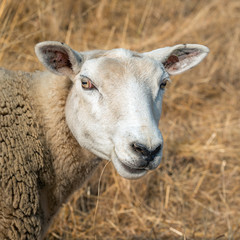 Square portrait of a sheep looking at the photographer