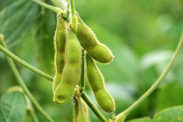 Growing edamame / fresh beans