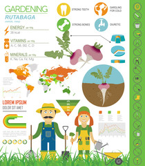 Rutabaga beneficial features graphic template. Gardening, farming infographic, how it grows. Flat style design.