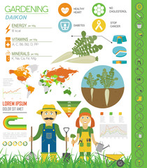 Daikon beneficial features graphic template. Gardening, farming infographic, how it grows. Flat style design