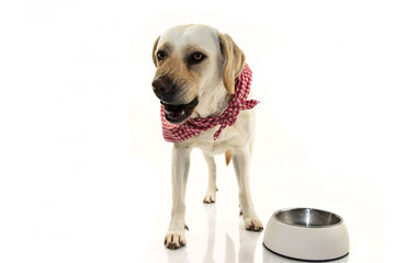 ANGRY DOG EATING. LABRADOR PUPPY ASKING FOR FOOD OR PROTECTING TERRITORY BY INSTINCT AND SHOWING TEETH. ISOLATED SHOT AGAINST WHITE BACKGROUND.
