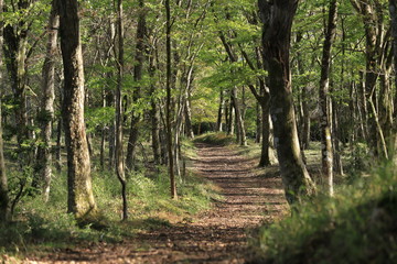 Trail road of Mountain Fuji in Japan