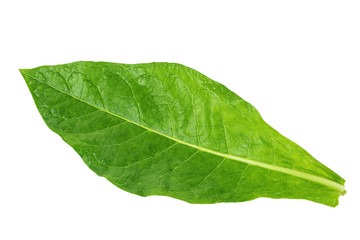 Obraz premium Fresh tobacco / tobacco
