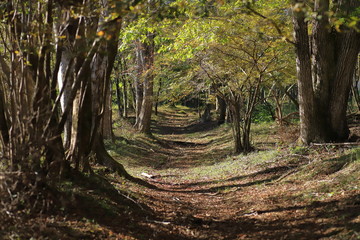 Trail road of Mountain Fuji in Japan