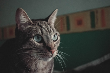 KEKO 
