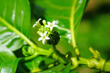 Obraz premium View of noni fruit (morinda citrifolia) growing on a tree in Moorea, French Polynesia
