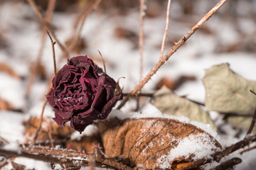 Rose im Schnee