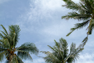 Fototapeta na wymiar palms and sky
